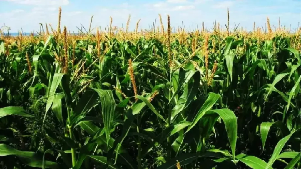 Baby Corn Farming