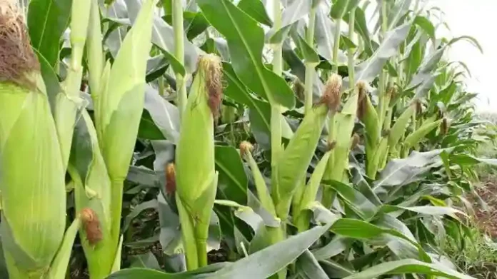 Maize Farming