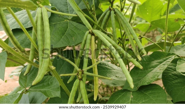 Moong Prices