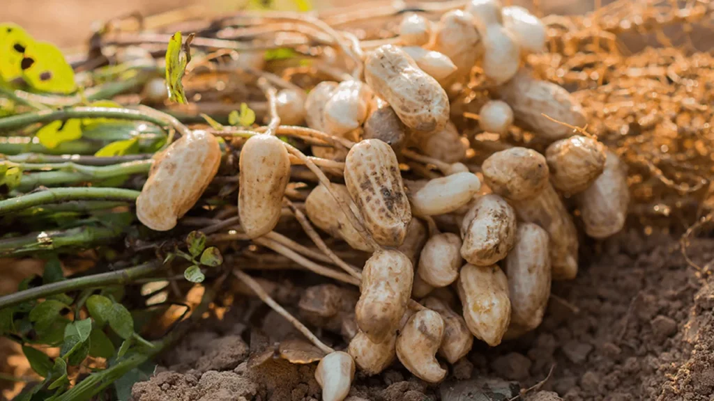 ICAR Groundnut Variety