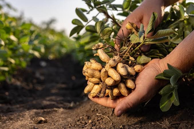 Groundnut Production