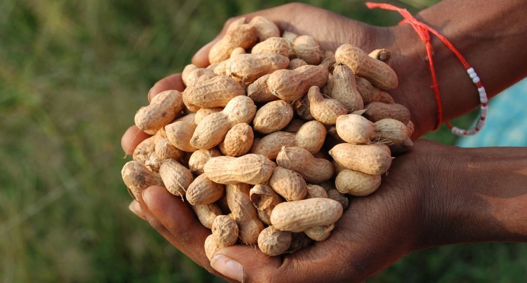 Groundnut Production