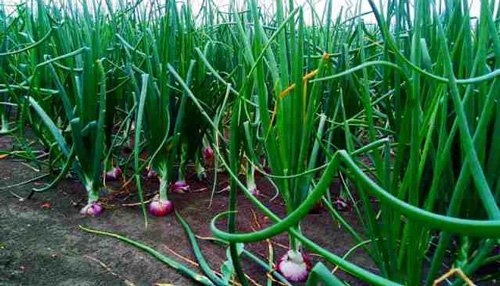 Onion Farmers PM Kisan