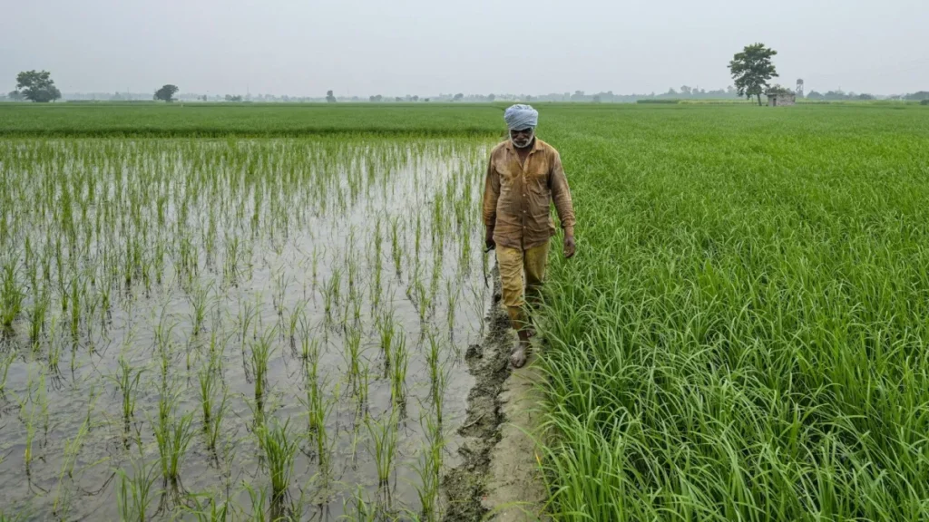 Paddy Farming Tips