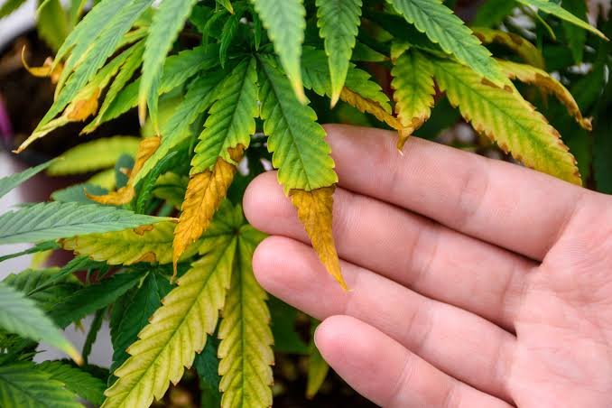  Fasal Mein Plant Stress
