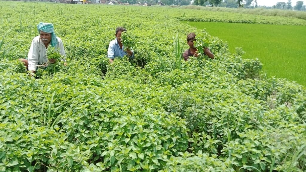 Peppermint Farming
