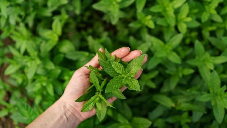 Peppermint Farming