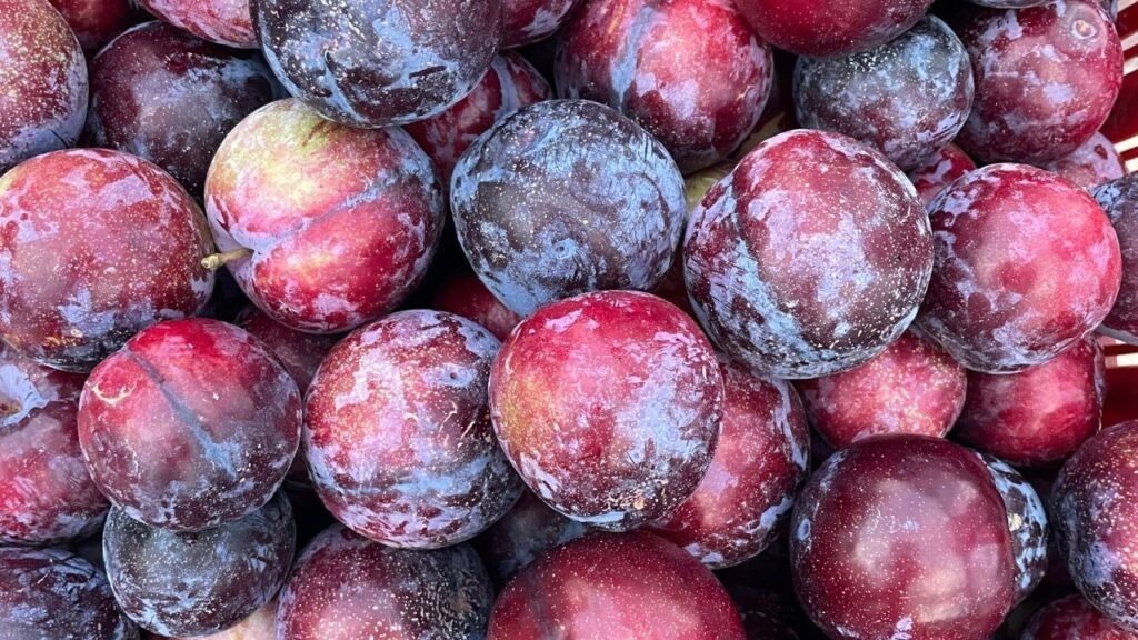 Plum Farmers Loss