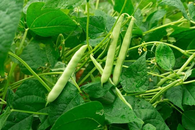 Rajma Farming