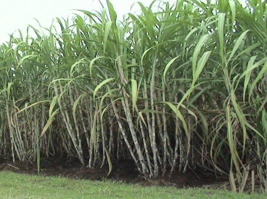 Sugarcane Farming