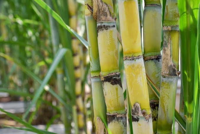 Sugarcane Farming