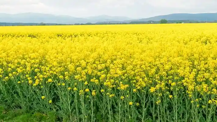 Mustard Crop Guide