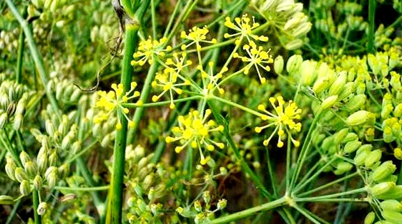 Fennel Farming