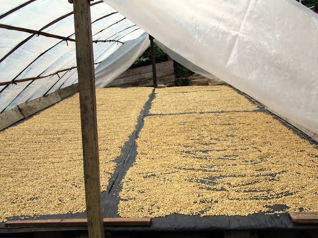 Solar Drying Technology