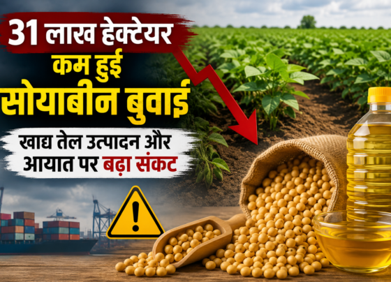 Soyabin Farming