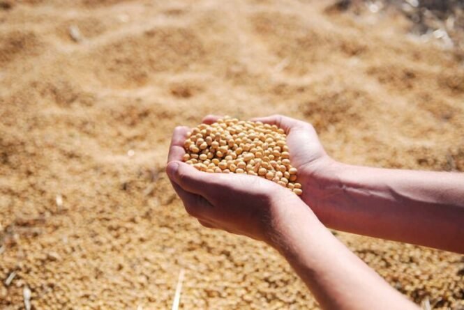 How to Do Seed Treatment Before Sowing