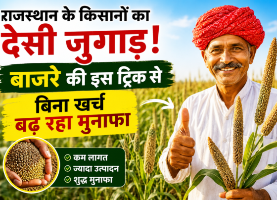 Bajra Transplanting Technique