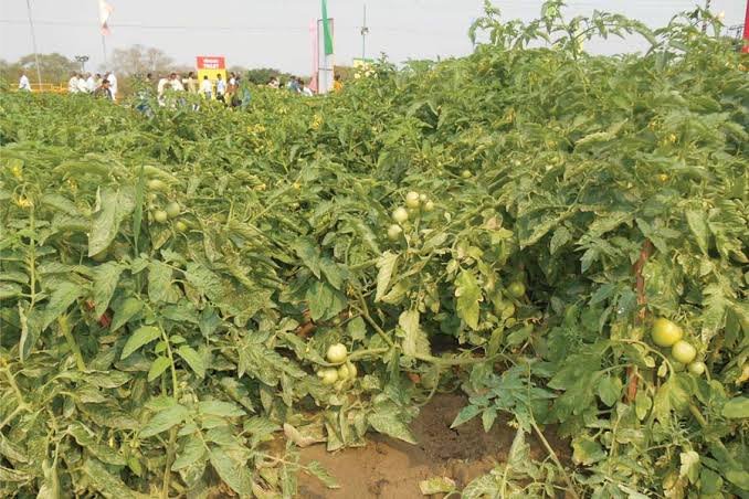 Tomato Price Fall Today