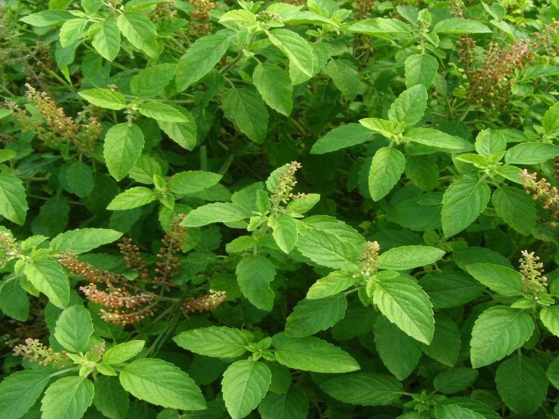 Tulsi Farming