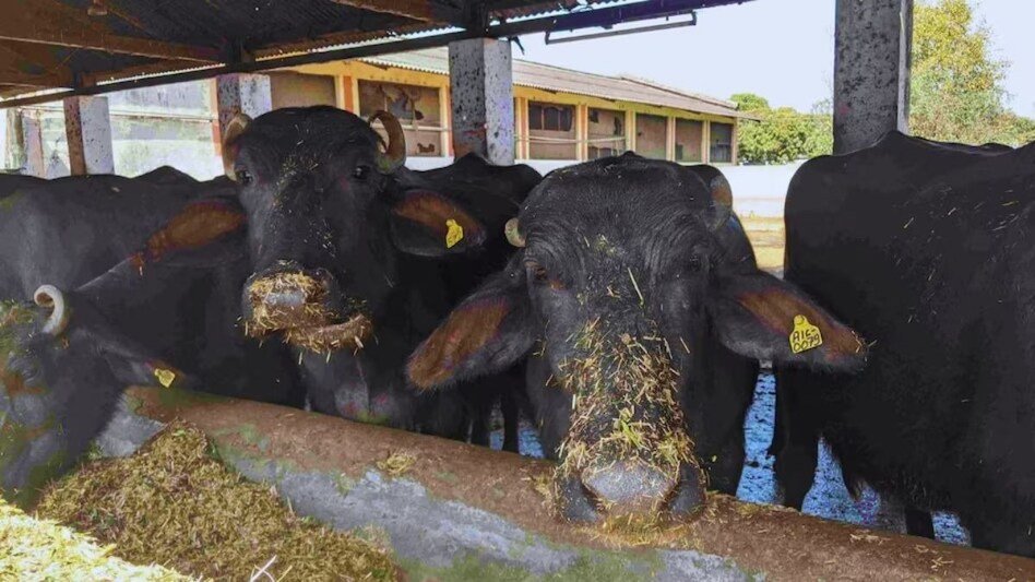 Animal Digestive Health