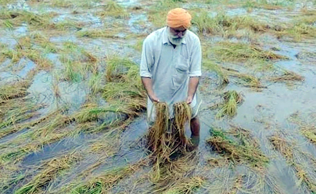 Farmers Heavy Rain Alert