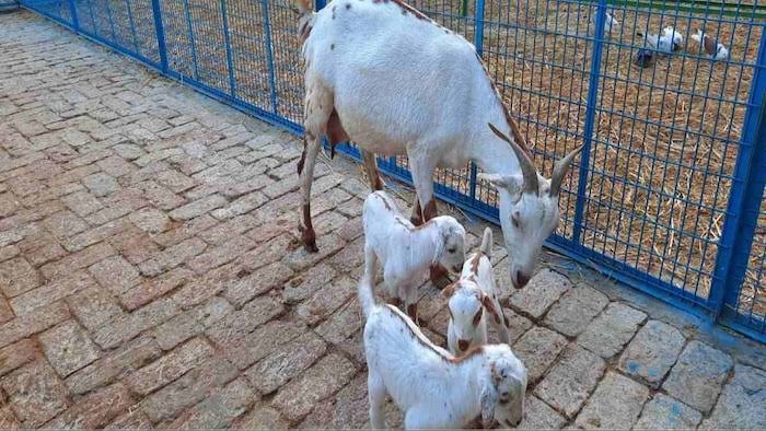 Goat Disease Prevention