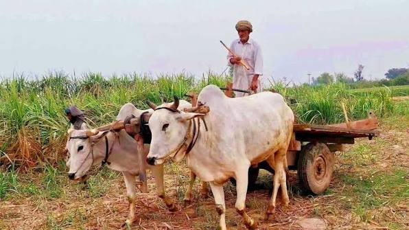 Bullock Pair Scheme for Farmers