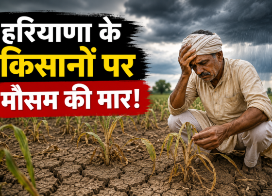 Haryana Me Kam Barish Se Kharif Fasal Par Asar