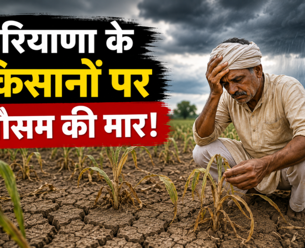 Haryana Me Kam Barish Se Kharif Fasal Par Asar