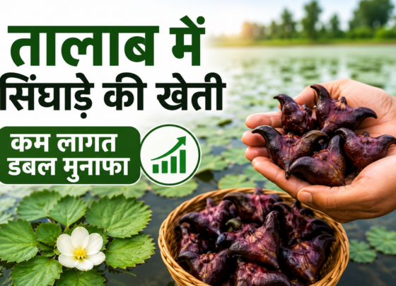 Talab Mein Singhare Ki Kheti Kaise Kare