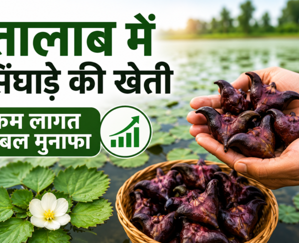 Talab Mein Singhare Ki Kheti Kaise Kare