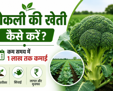 Broccoli Ki Kheti Kaise Kare