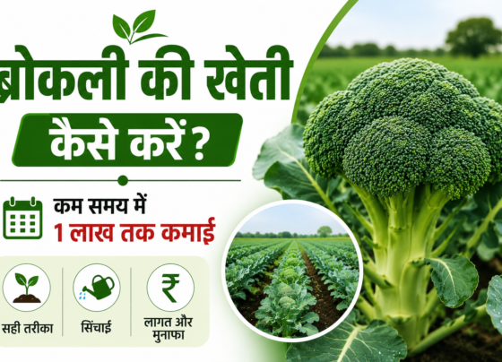 Broccoli Ki Kheti Kaise Kare