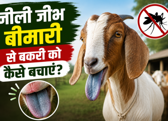 Neeli Jeebh Bimari Se Bakri Ko Kaise Bachayein