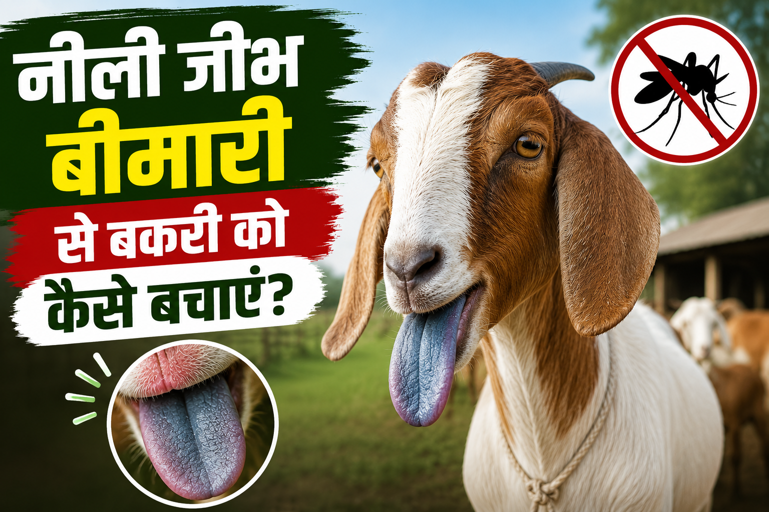 बकरी पालक हो जाएं अलर्ट, नीली जीभ बीमारी से ऐसे करें बचाव, बरसात में बकरी पालक रहें सतर्क Neeli Jeebh Bimari Se Bakri Ko Kaise Bachayein