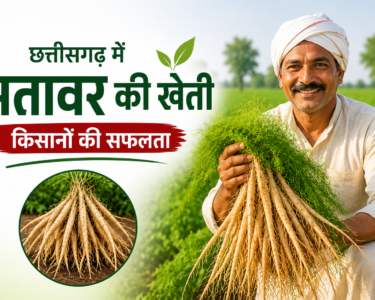 Satavar Farming Success Story in Chhattisgarh