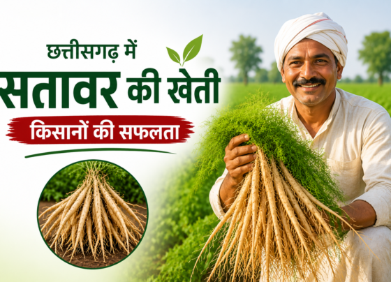 Satavar Farming Success Story in Chhattisgarh
