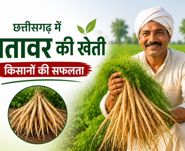 Satavar Farming Success Story in Chhattisgarh
