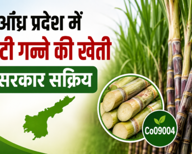 Andhra Pradesh Me Ganne Ki Kheti