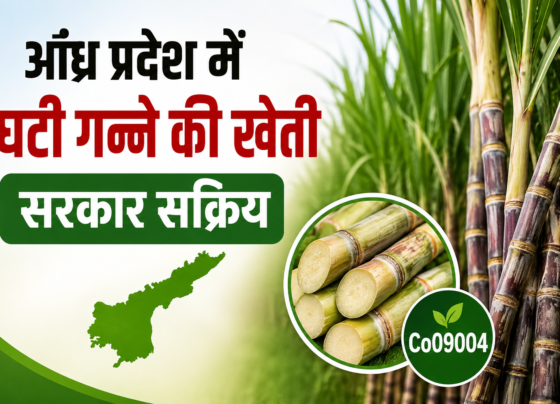 Andhra Pradesh Me Ganne Ki Kheti