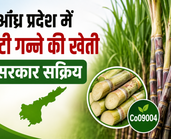Andhra Pradesh Me Ganne Ki Kheti