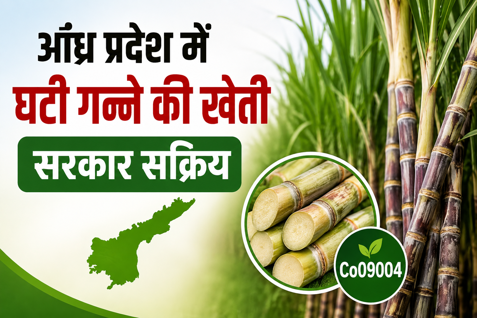 आंध्र प्रदेश में घटी गन्ने की खेती, ICAR की नई Co09004 किस्म से बढ़ेगा उत्पादन Andhra Pradesh Me Ganne Ki Kheti