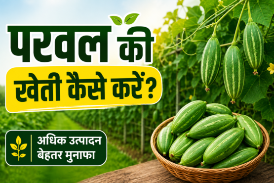 Parwal Ki Kheti Kaise Kare