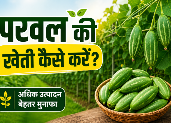 Parwal Ki Kheti Kaise Kare