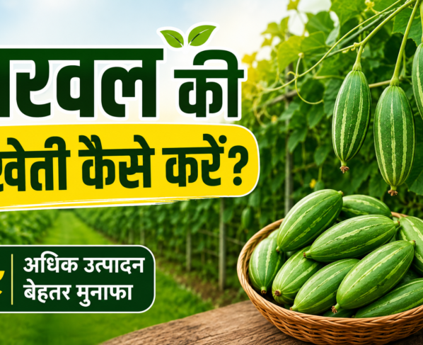 Parwal Ki Kheti Kaise Kare