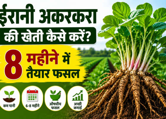 Irani Akarakara Ki Kheti Kaise Kare?