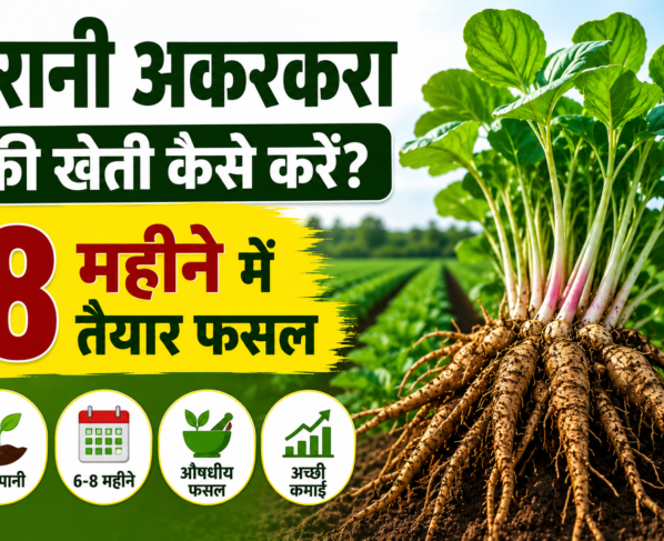 Irani Akarakara Ki Kheti Kaise Kare?