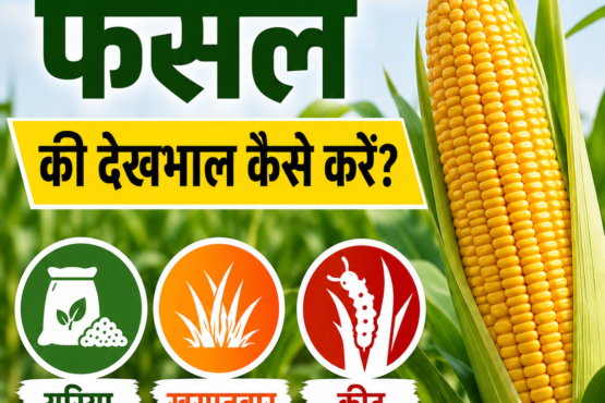 Makka Ki Fasal Ki Dekhbhal Kaise Kare