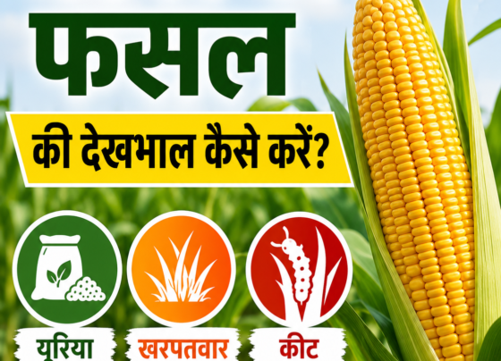 Makka Ki Fasal Ki Dekhbhal Kaise Kare