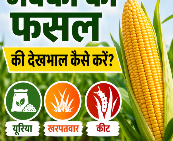 Makka Ki Fasal Ki Dekhbhal Kaise Kare